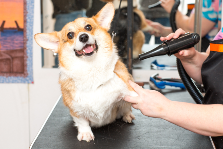 Picture of บริการอาบน้ำและตัดแต่งขน (Pet Grooming Service) - UTMOST PET