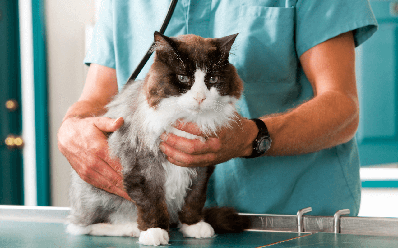 a-vet-holding-a-cat